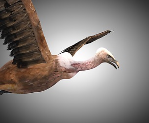 Vulture 3D Model