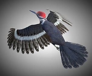 Woodpecker 3D Model