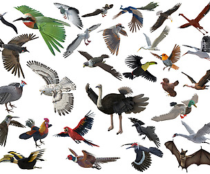 30 Birds Rigged Low Poly PBR Collection