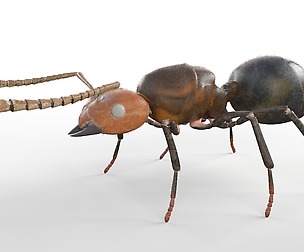 Ant 3D Model
