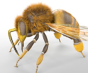 Bee 3D Model