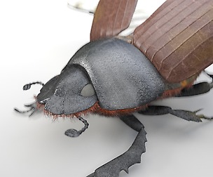 Dung_Beetle_3D Model