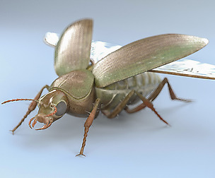 Ground_Beetle_3D Model