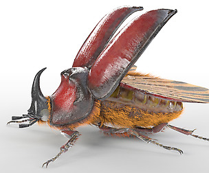 Rhino_Beetle_3D Model