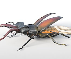 Stag_Beetle_3D Model