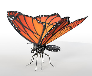 Butterfly 3D Model