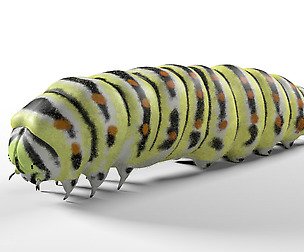 Caterpillar 3D Model
