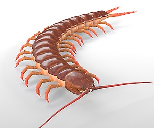 Centipede 3D model