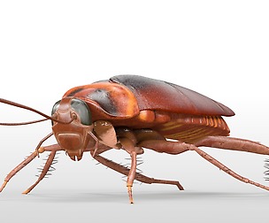 Cockroach V2 3D Model