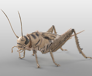 Cricket 3D Model