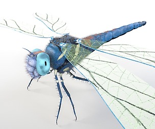Dragonfly 3D Model