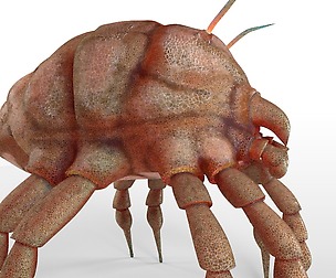 DustMite 3D Model