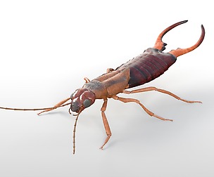 Earwigs 3D Model
