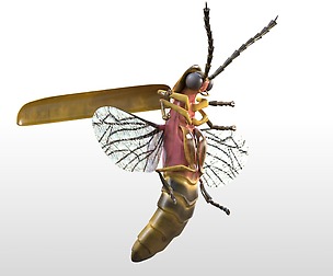 Firefly 3D Model