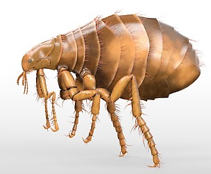 Flea 3D Model