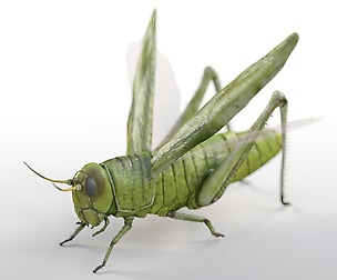 Grasshopper