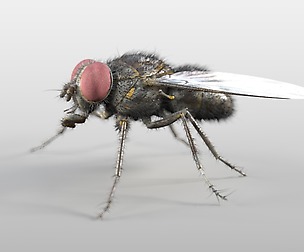Housefly 3D Model