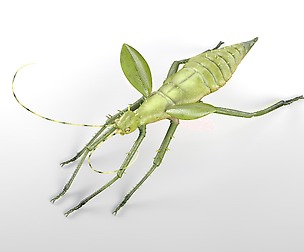 JungleNymph 3D Model