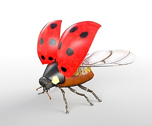 Ladybug 3D Model