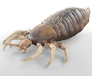 Louse 3D Model