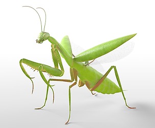 Mantis 3D Model