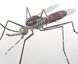 Mosquito 3D Model