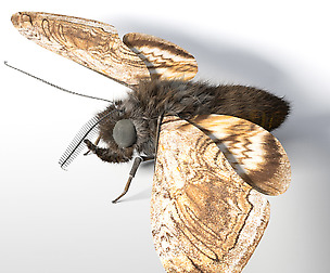 Moth 3D Model