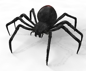 Black widow spider 3D Model