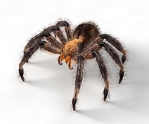 Tarantula spider 3D Model