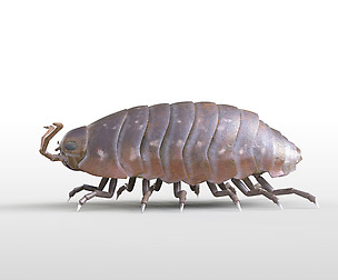 Pillbug 3D Model