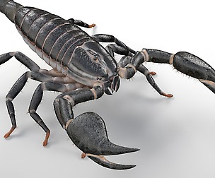 Scorpion 3D Model