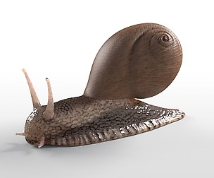 Snail 3D Model