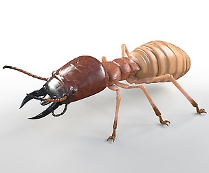 Termite 3D Model