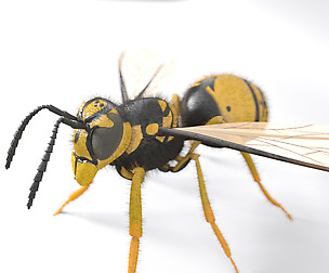 Wasp 3D Model