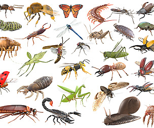 30 Insects 3D Models Collection