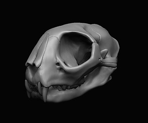 Cat Skull 3D