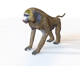 Baboon 3D Model