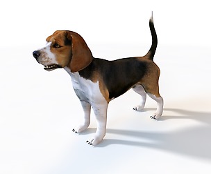 Beagle 3D Model