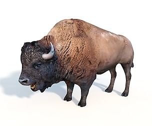 Bison 3D Model