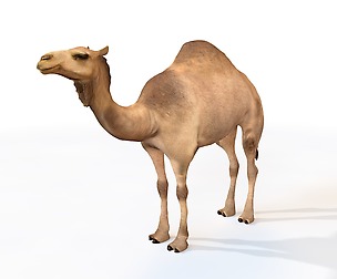 Camel 3D Model