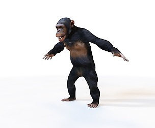 Chimpanzee 3D Mode