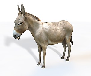Donkey 3D Model