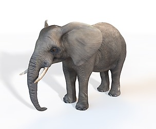 Elephant 3D Model