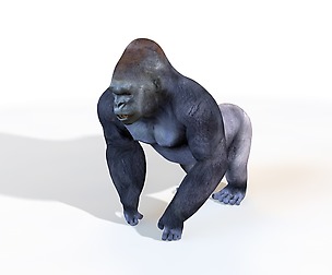 Gorilla 3D Model
