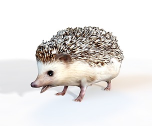 Hedgehog 3D Model