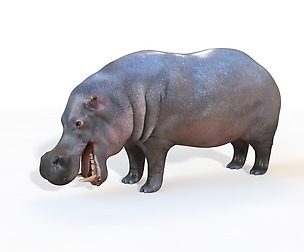 Hippo 3D Model