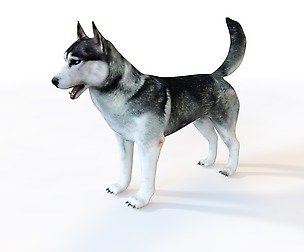 Husky 3D Model