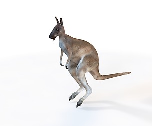 kangoroo 3D Model