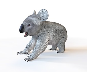 koala 3D Model