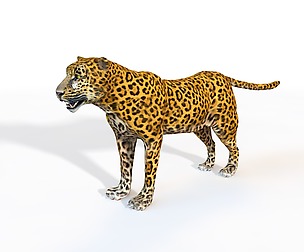 Leopard 3D Model